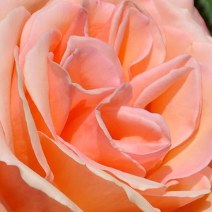 Онлайн магазин за рози - Чайно хибридни рози  - оранжев - Pоза Радост - дискретен аромат - Бред от Матиас Танту Дж. - Уникални меки цветове,цъвтящи от лятото до късна есен.